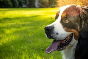 Hund liegt ruhig da – Symbol für einen würdevollen Abschied beim Einschläfern.